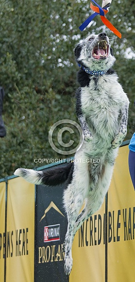 Border Collie or Australian Shepherd