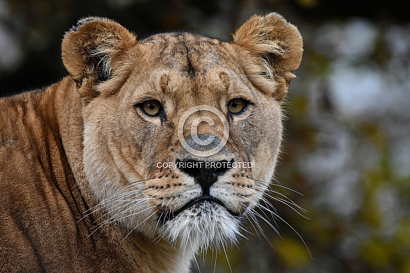 African Lioness