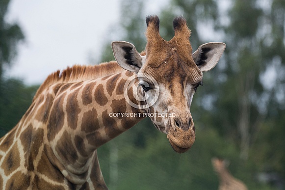 Giraffe