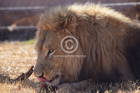 Lion Lion