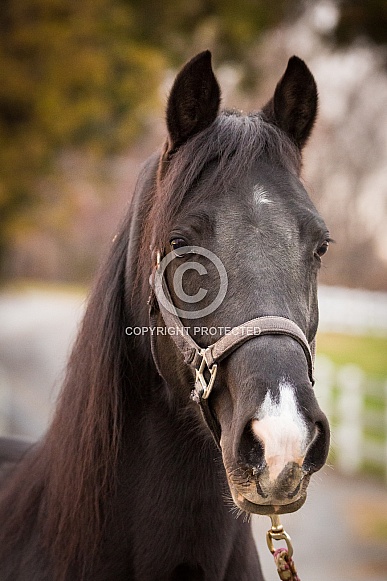 Tennessee Walking Horse