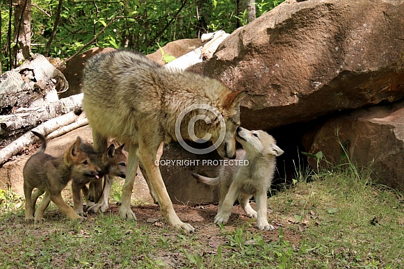 Wolf and Wolf Pups