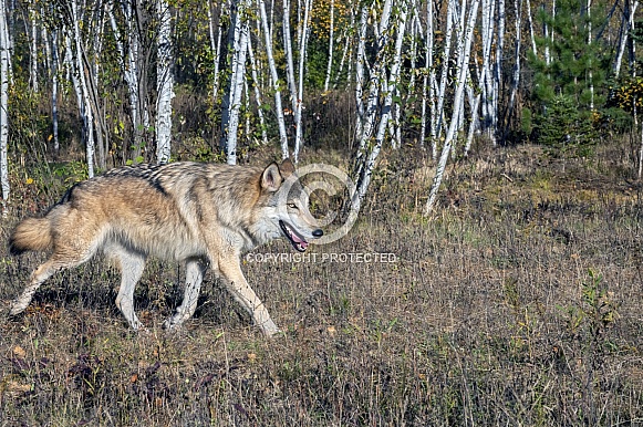 Grey Wolf (Male)