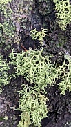 Close up of lichen growing out of tree bark