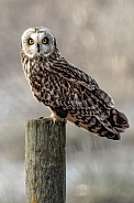 Short Eared Owl--Short Eared Owl On A Post