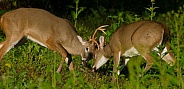 White tail deer
