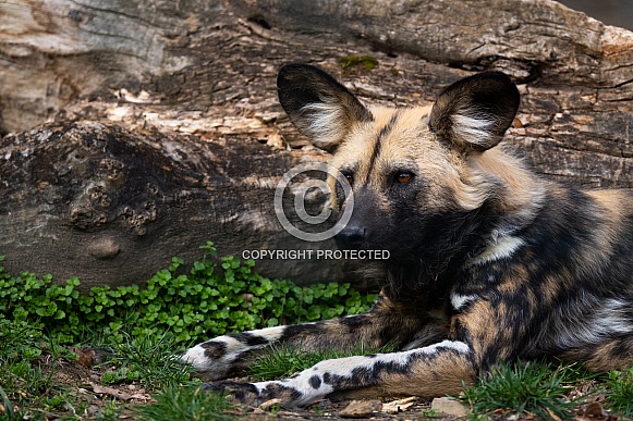 African painted dog