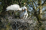 The Eurasian spoonbill