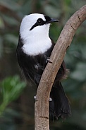 Sumatran laughingthrush (Garrulax bicolor)
