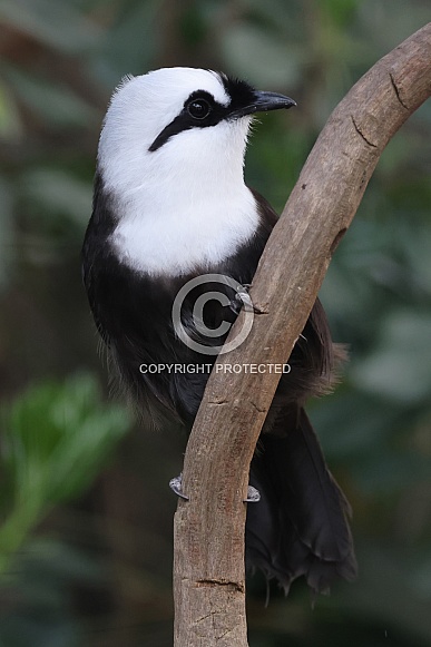 Sumatran laughingthrush (Garrulax bicolor)