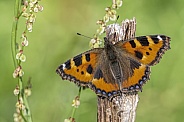 Small tortoiseshell