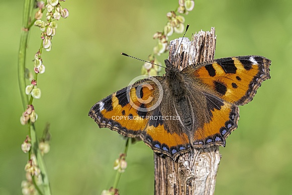 Small tortoiseshell