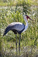 Wattled Crane - Okavango Delta - Botswana