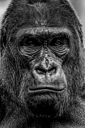 Western Lowland Gorilla