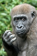 Western Lowland Gorilla