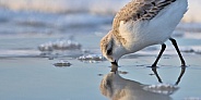 Sandpiper