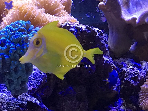 Yellow Tang Yellow Tang