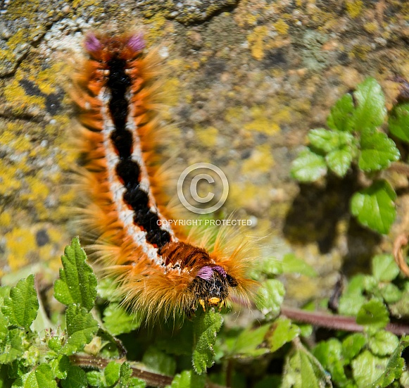 Eutricha capensis (Cape Lappet)