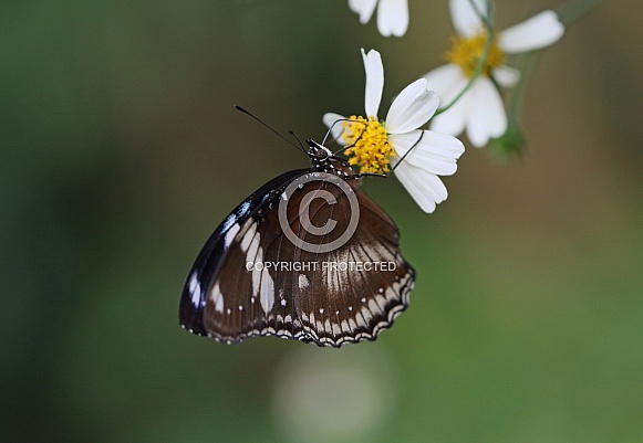 Great Eggfly