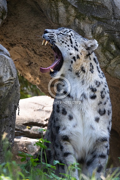 Snow leopard Snow leopard