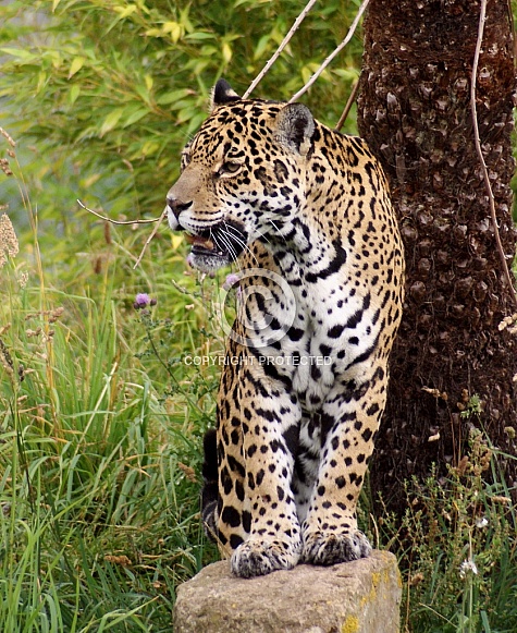 Jaguar