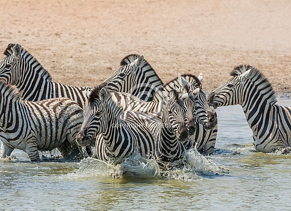 Zebra At Watering Hole
