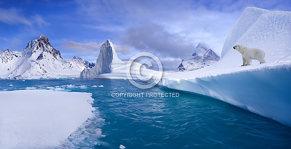 Polar Bear - Ursus maritimus - Greenland