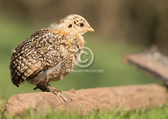 Juvenile Chicken