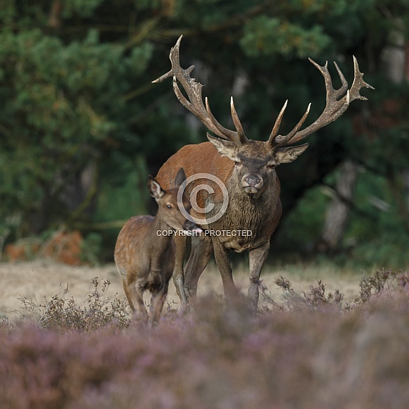 Red Deer in nature Red Deer in nature
