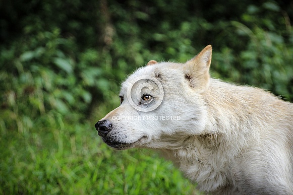 European Wolf European Wolf