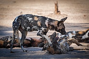 Two African Wild Dogs play fighting after a meal