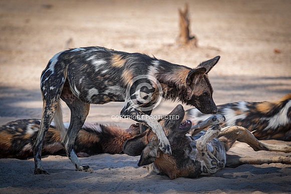 Two African Wild Dogs play fighting after a meal Two African Wild Dogs play fighting after a meal