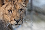 African Lioness(Panthera Leo)