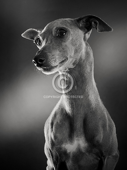 Italian Greyhound Italian Greyhound
