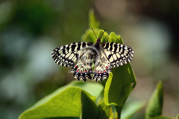 Southern Festoon Butterfly Southern Festoon Butterfly