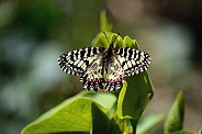 Southern Festoon Butterfly