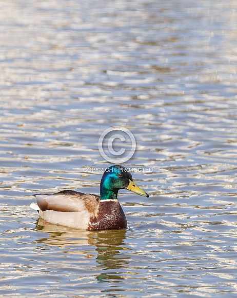 Mallard