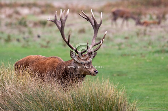 Red deer