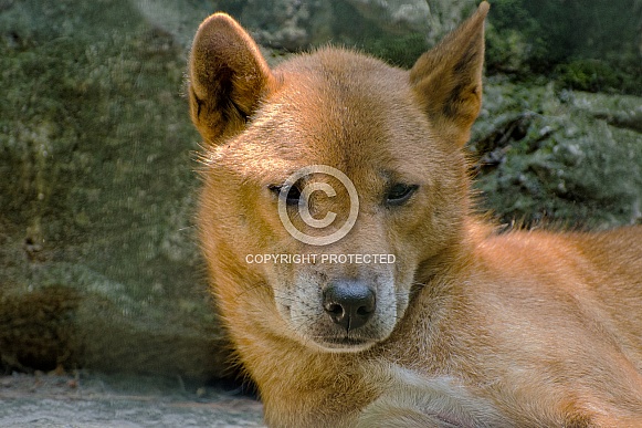 New Guinea Singing Dog New Guinea Singing Dog