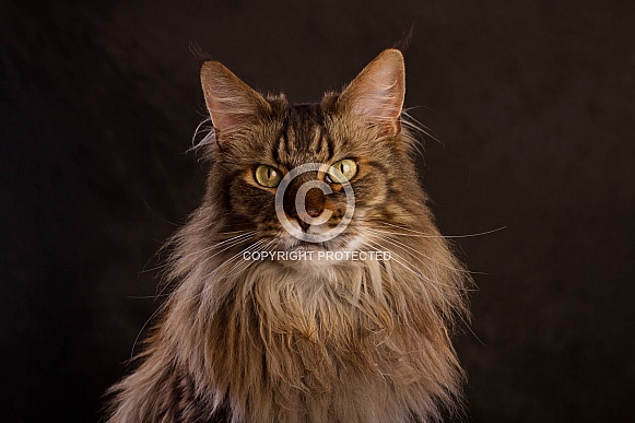 Maine Coon Cat