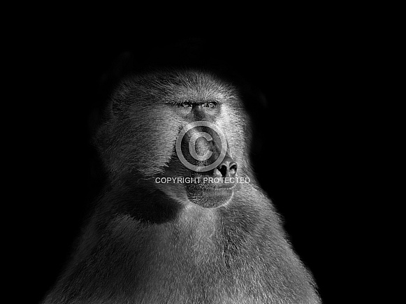 Chacma Baboon Chacma Baboon