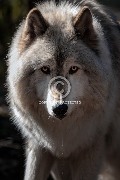 Wolf Dog