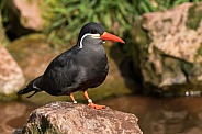 Inca Tern Standing On Rock
