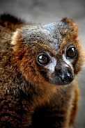 Red-bellied Lemur (Eulemur rubriventer)