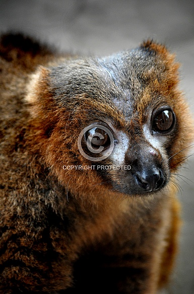 Red-bellied Lemur (Eulemur rubriventer)