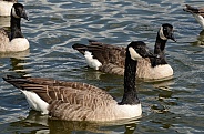 Canadian Geese - Canada Geese
