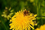 Bee on a Dandilion