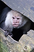 The Colombian white-faced capuchin (Cebus capucinus)