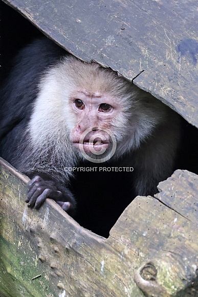 The Colombian white-faced capuchin (Cebus capucinus)