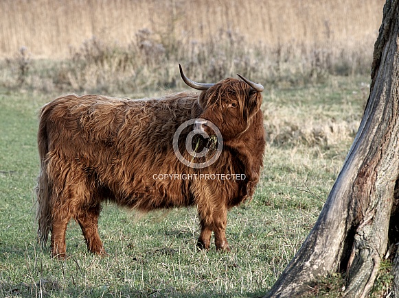 HIghland Cattle
